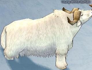 Young White Buffalo.jpg